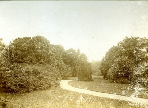 Alejka w parku przy pałacu w Będlewie otoczona drzewami, widziana w dzień.